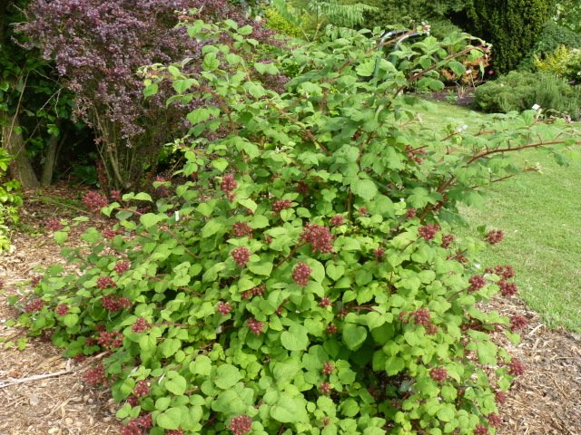 rubus phoenicolasius P18